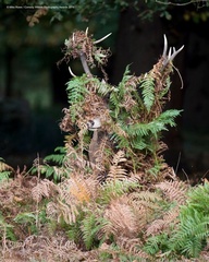 Comedy Wildlife Photography Awards 2019 Finalist - Mike Rowe